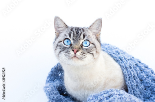 Cute cat with knitted blanket at home. Warm and cozy winter