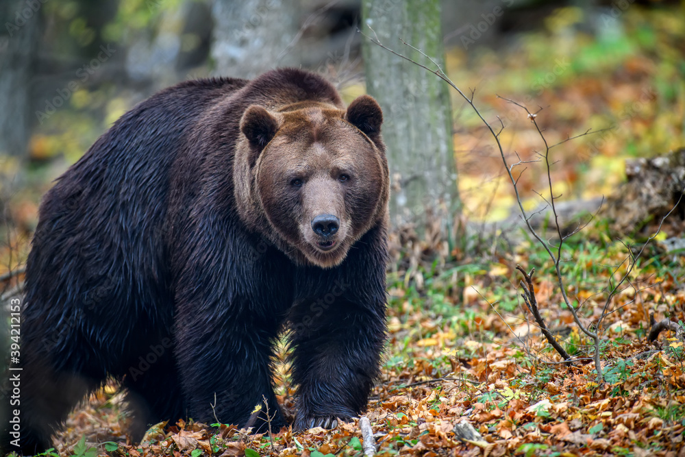 Close-up brown bear in autumn forest. Danger animal in nature habitat. Big mammal Close-up brown bear in autumn forest. Danger animal in nature habitat. Big mammal