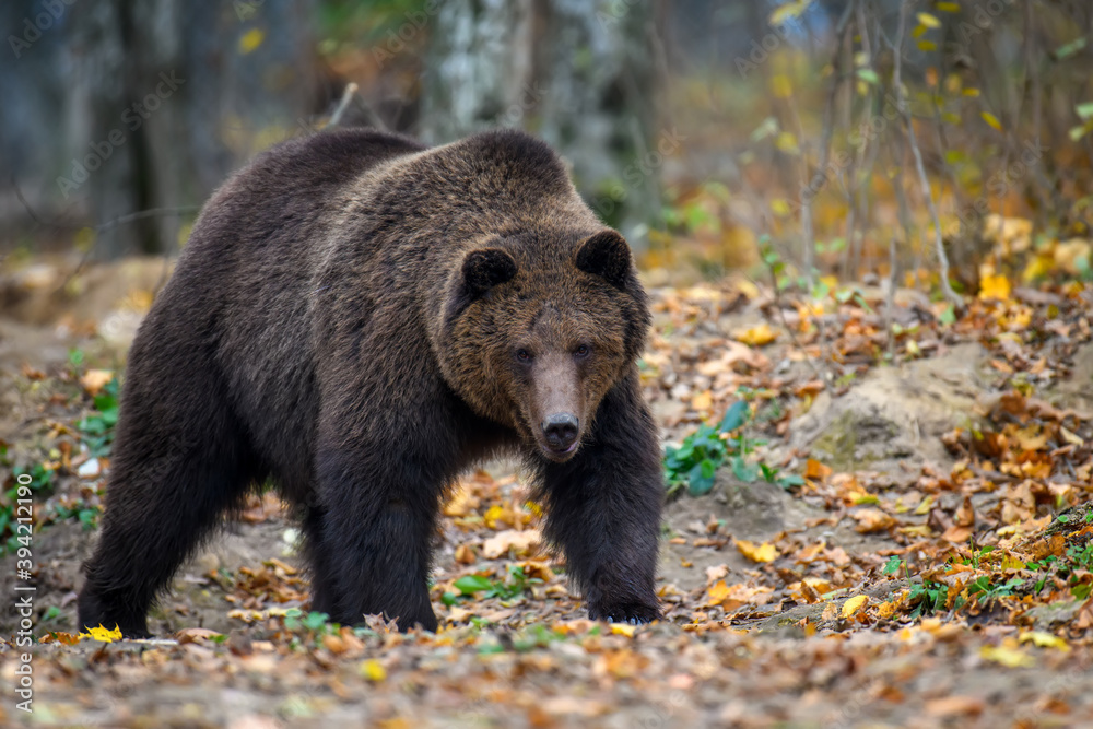 Close-up brown bear in autumn forest. Danger animal in nature habitat. Big mammal Close-up brown bear in autumn forest. Danger animal in nature habitat. Big mammal