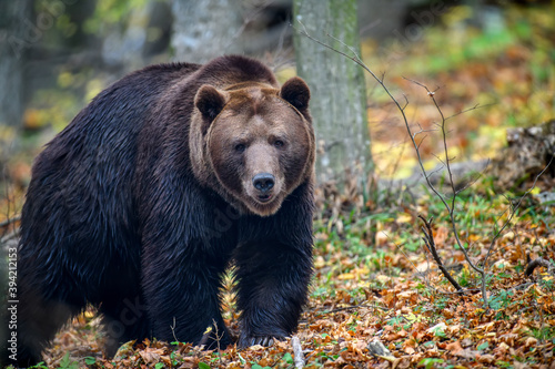 Close-up brown bear in autumn forest. Danger animal in nature habitat. Big mammal