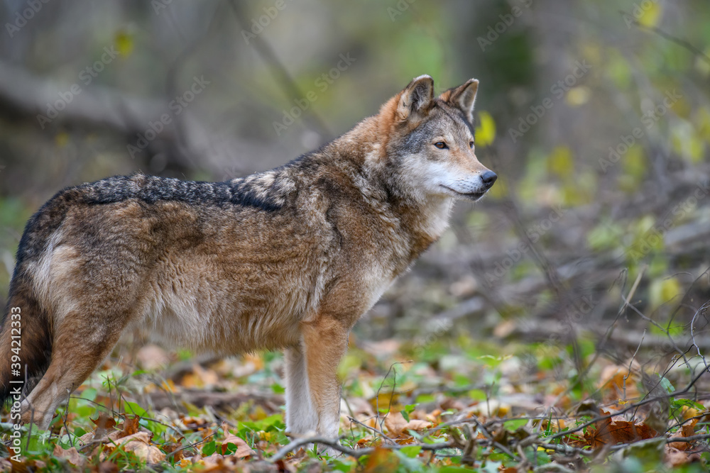 Close up wolf in autumn forest background