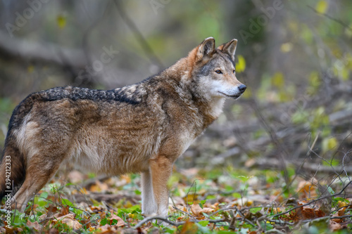 Close up wolf in autumn forest background