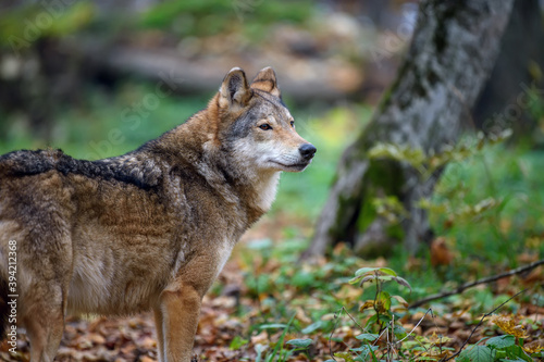 Close up wolf in autumn forest background