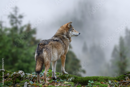 Fototapeta Timber wolf hunting in mountain