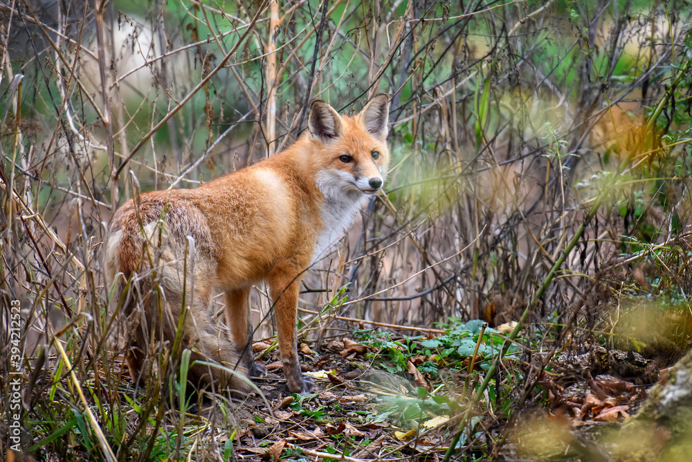 Red Fox, beautiful animal on green vegetation in the forest, in the nature habitat Red Fox, beautiful animal on green vegetation in the forest, in the nature habitat