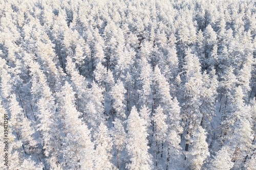 Aerial view of a winter snow covered pine forest. Winter forest texture. Aerial view. Aerial drone view of a winter landscape. Snow covered forest background