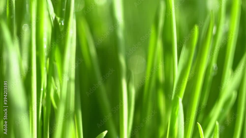 Fresh green grass with dew drops clips, dew drops on green grass footage, rain drops on green grass video. Сloseup rotation Fresh green grass with dew drops clips, dew drops on green grass footage, rain drops on green grass video. Сloseup rotation