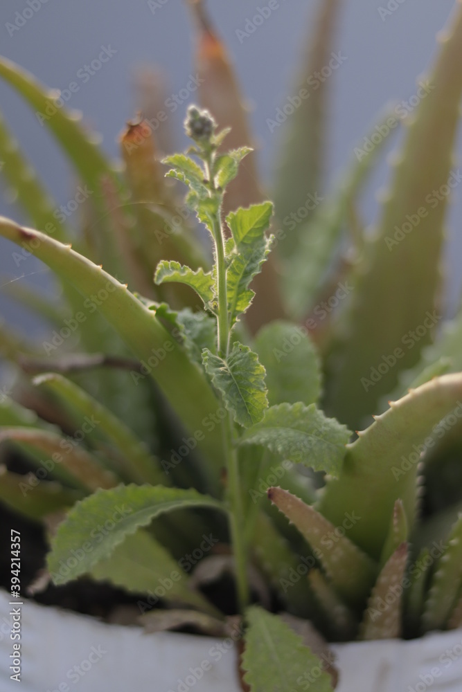 Fototapeta premium grass on a branch