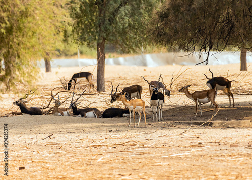 Canvas Print Beautiful Wild Animal Blackbuck Deer (Antilope Cervicapra) or Indian Antelope in