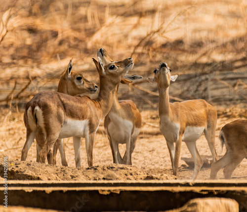 Beautiful Wild Animal Blackbuck Deer  Antilope Cervicapra  or Indian Antelope in Desert