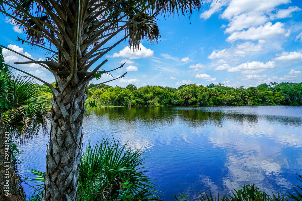 Obraz premium The Myakka River showing off its beautiful calm waters on this sunny summer day.