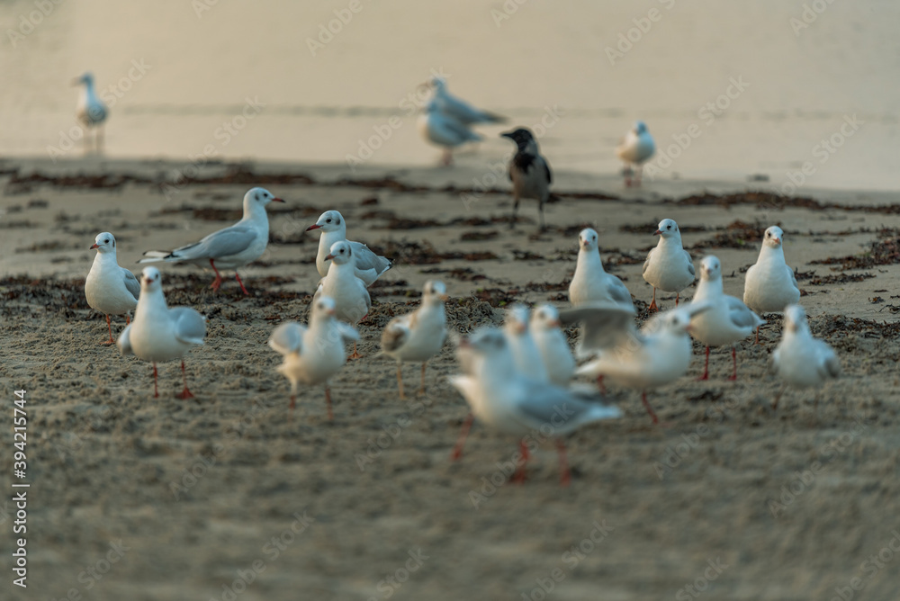one dark bird among many white birds one dark bird among many white birds