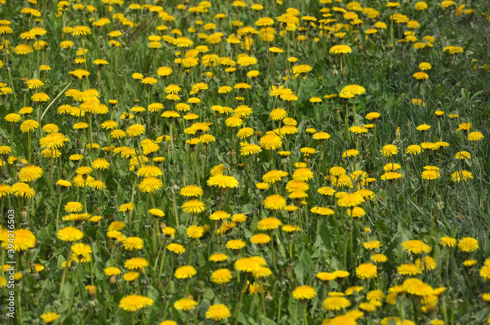 Dandelion (Taraxacum officinale) grows in nature in spring Dandelion (Taraxacum officinale) grows in nature in spring