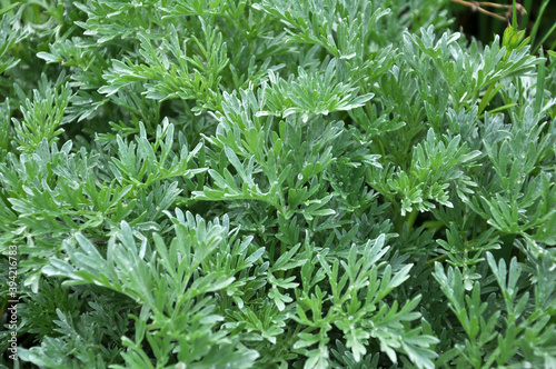 Bitter wormwood (Artemisia absinthium) bush grows in nature
