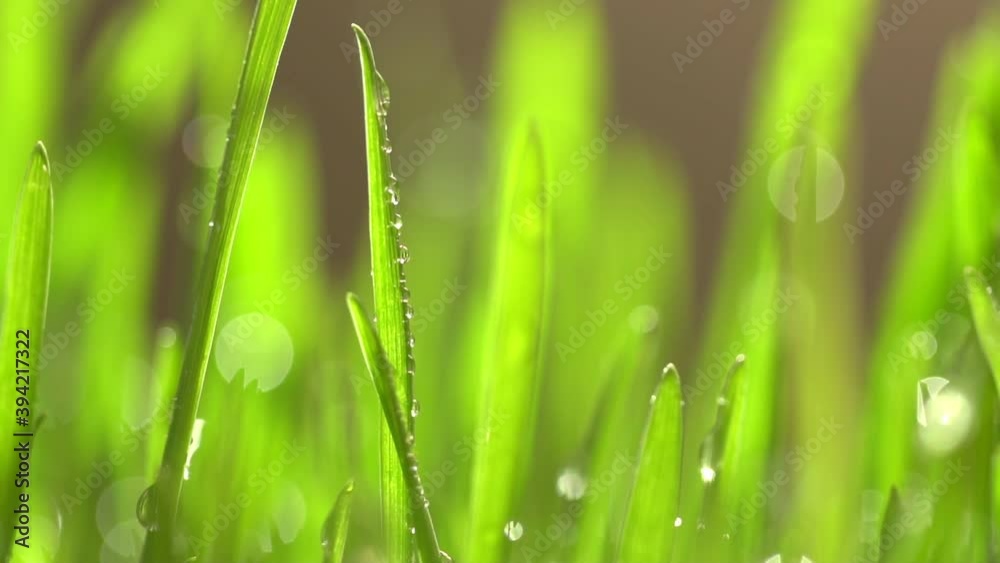 Fresh green grass with dew drops clips, dew drops on green grass footage, rain drops on green grass video. Сloseup rotation Fresh green grass with dew drops clips, dew drops on green grass footage, rain drops on green grass video. Сloseup rotation