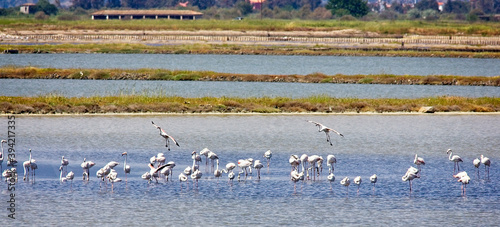 Quadro su tela Flock of Greater Flamingoes (Phoenicopterus roseus) on the Kalloni Salt Pans, Lesvos, Greece