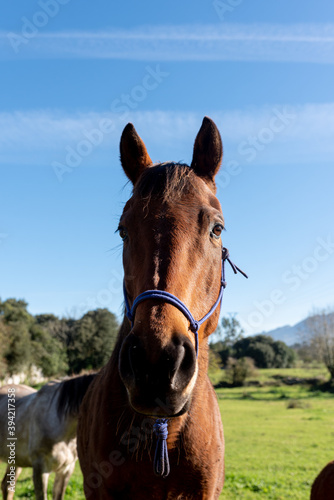 vertical portrait of the head of a nice and gentle brown horse in the field on a sunny day with the blue sky in the background. pets concept.