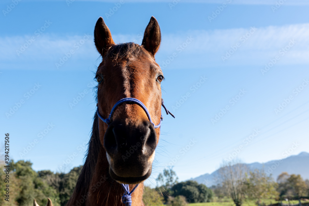Obraz premium portrait of the head of a nice and gentle brown horse in the field on a sunny day with the blue sky in the background. pets concept.