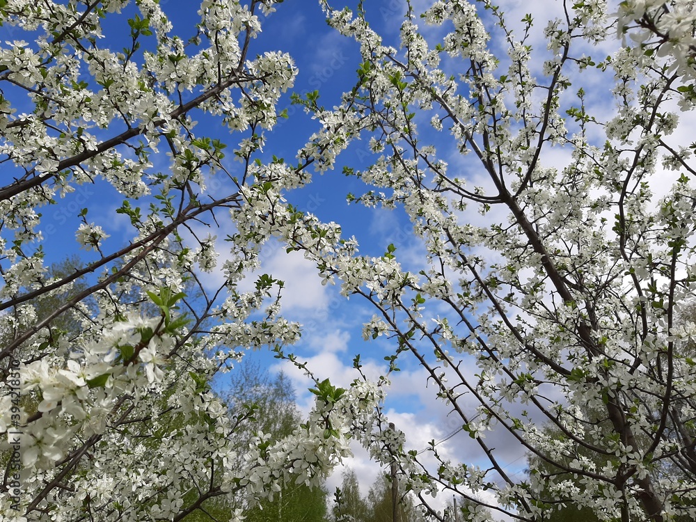 blooming tree