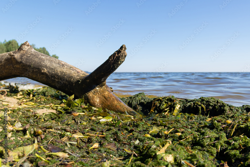 Brown and green algae on the seashore close-up. Brown and green algae on the seashore close-up.
