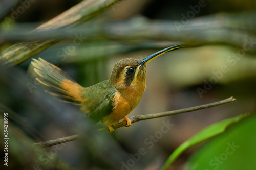 Stripe-throated hermit (Phaethornis striigularis) species of hummingbird from Central America and South America, fairly common small bird nesting in the nest built on the edge of the palm leaf