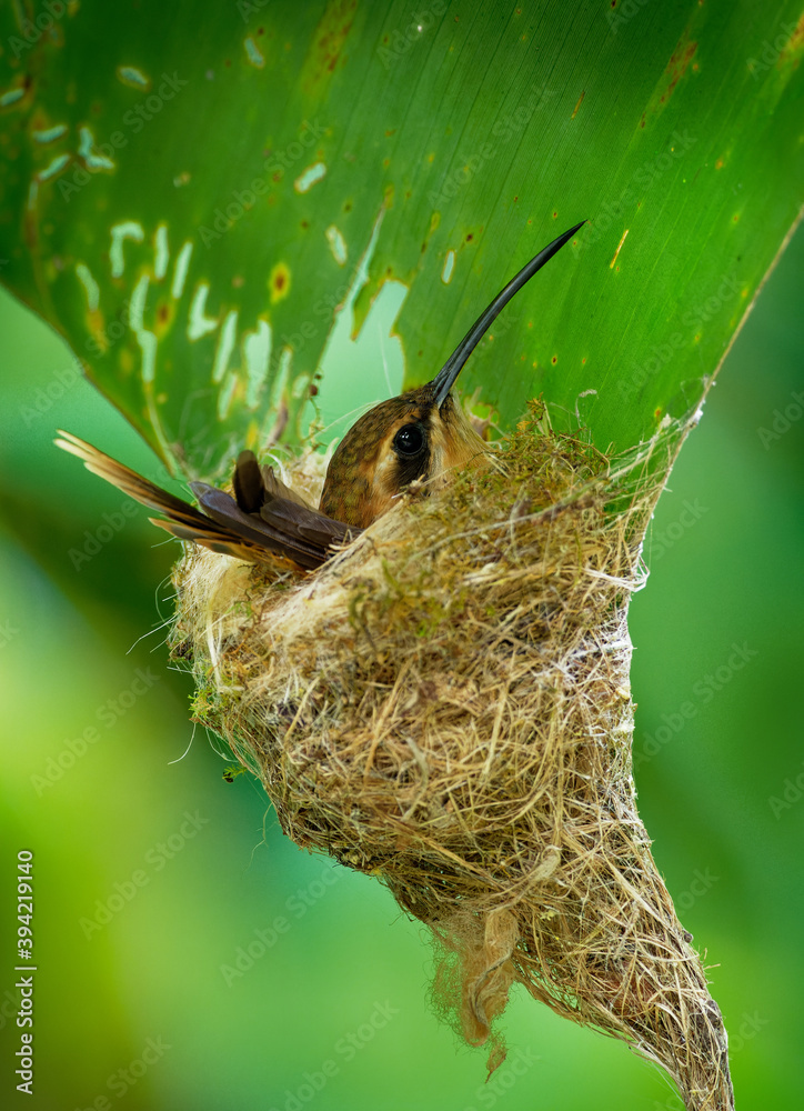 Fototapeta premium Stripe-throated hermit (Phaethornis striigularis) species of hummingbird from Central America and South America, fairly common small bird nesting in the nest built on the edge of the palm leaf