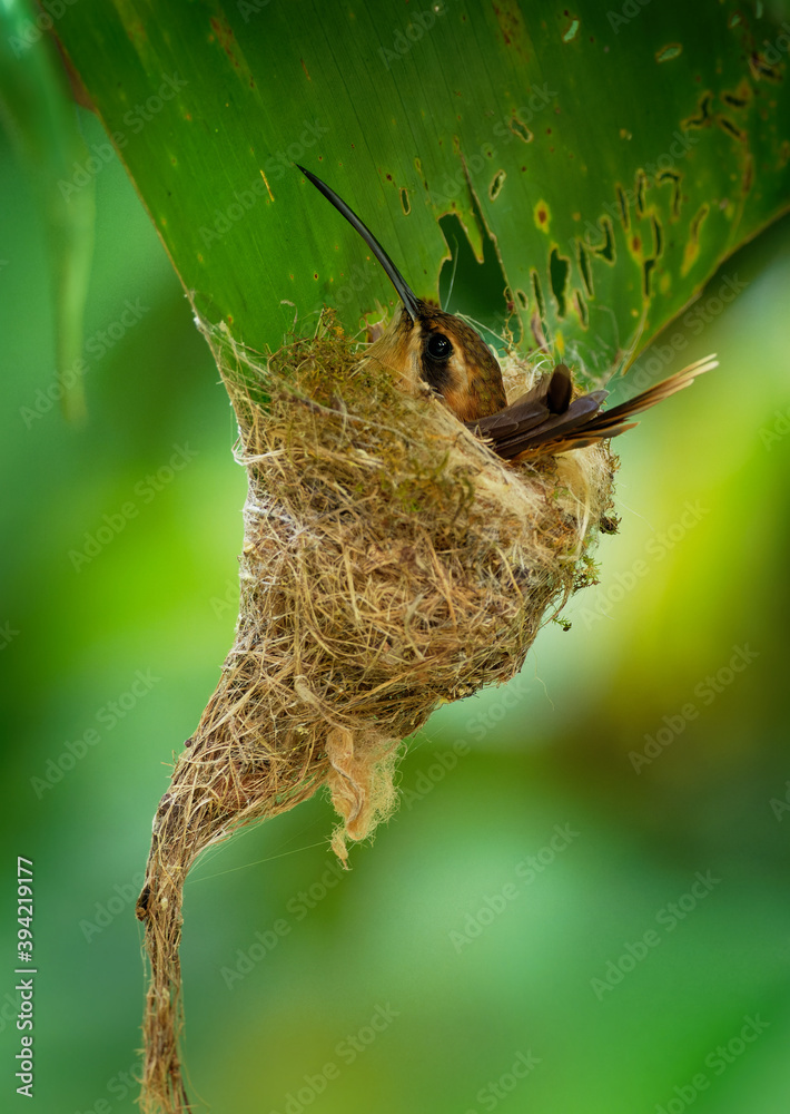 Fototapeta premium Stripe-throated hermit (Phaethornis striigularis) species of hummingbird from Central America and South America, fairly common small bird nesting in the nest built on the edge of the palm leaf