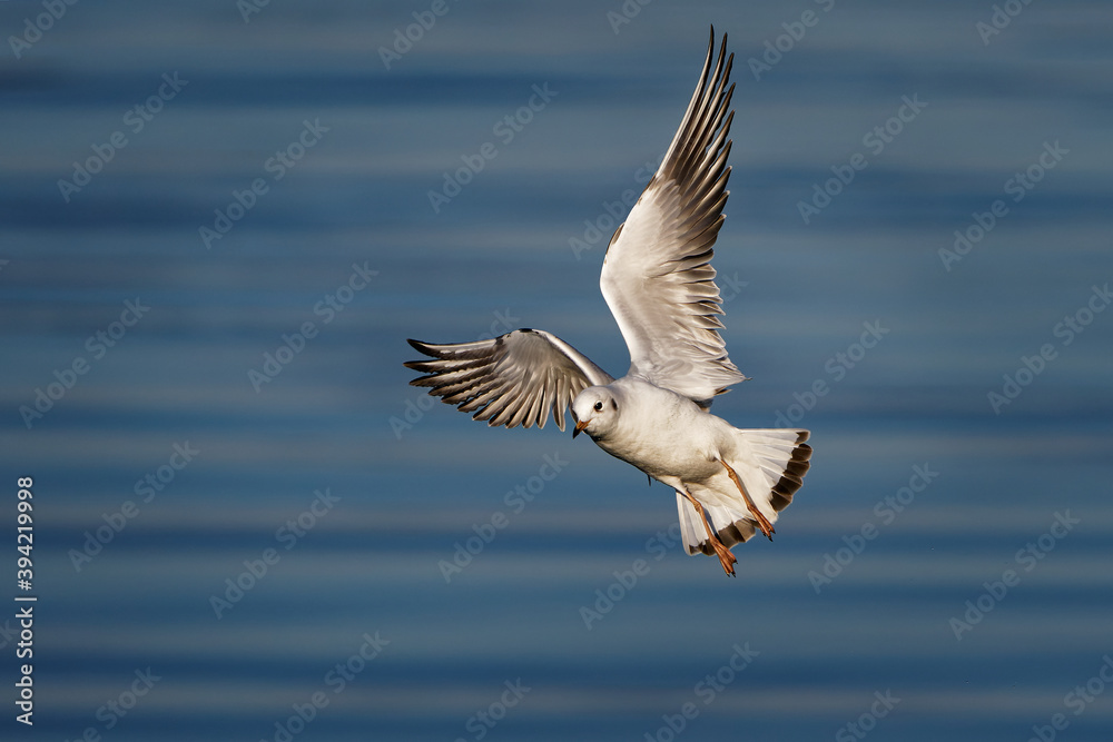 Black-headed gull (Chroicocephalus ridibundus) is a small gull, breeds in much of the Palearctic including Europe and in coastal Canada, flying white bird on the autumn color background Black-headed gull (Chroicocephalus ridibundus) is a small gull, breeds in much of the Palearctic including Europe and in coastal Canada, flying white bird on the autumn color background