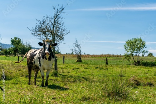 Cow in the meadow bright sunny day  © Aliaksandr