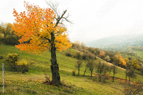 Beautiful autumn landscape with lone tree stands in a green field. Nature in Europe. Amazing place for travel.