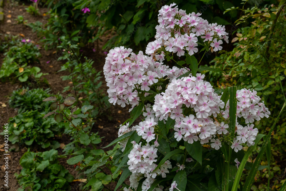 Delicate beautiful Phlox bloomed in a flower bed in the city Park Delicate beautiful Phlox bloomed in a flower bed in the city Park