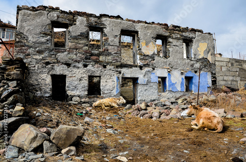 Destroyed building and cows