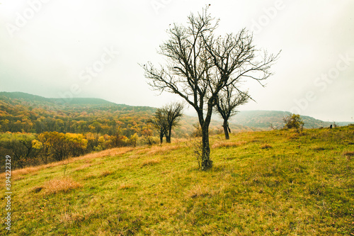 Beautiful autumn landscape with lone tree stands in a green field. Nature in Europe. Amazing place for travel. © romeof