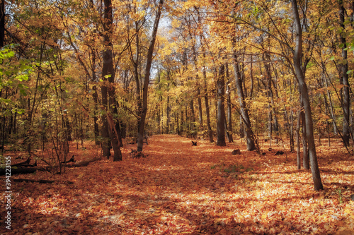 autumn in the park