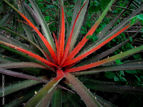 aloe vera plant