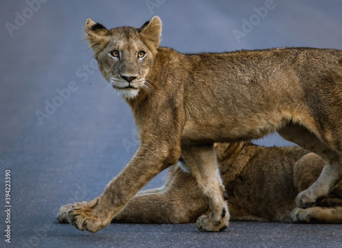 A young lion cub walking on the tar road  Kruger National Park. 