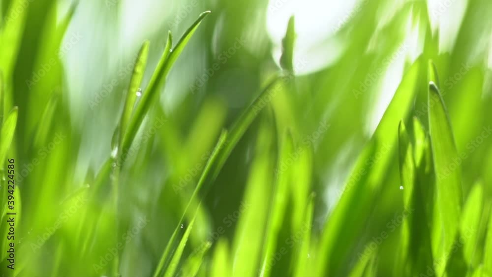 Fresh green grass with dew drops clips, dew drops on green grass footage, rain drops on green grass video. Сloseup rotation Fresh green grass with dew drops clips, dew drops on green grass footage, rain drops on green grass video. Сloseup rotation