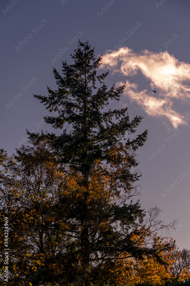 Pine tree in the late afternoon glow Pine tree in the late afternoon glow