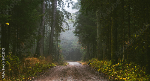 Path through a pine forest on misty autumn day.