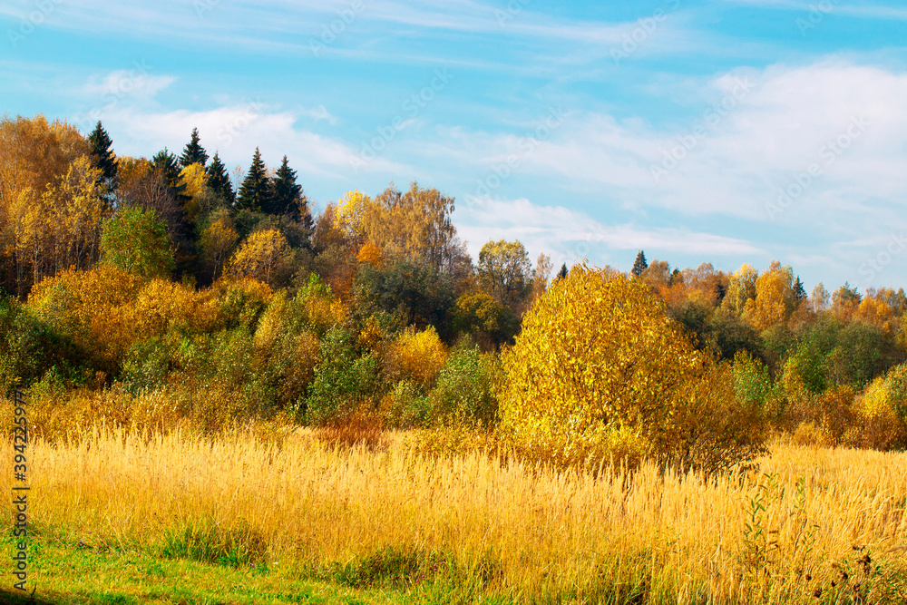Autumn landscape. Golden autumn in the forest. Yellow orange trees on the field in September. The Russian expanse.