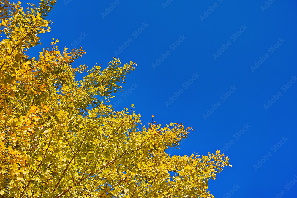 青空背景で対角線構図の黄葉したイチョウの枝葉