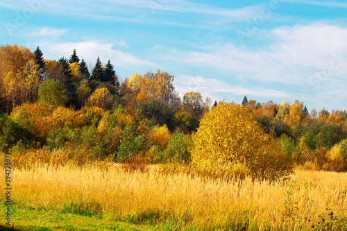 Fototapeta Naklejka Na Ścianę i Meble -  Autumn landscape. Golden autumn in the forest. Yellow orange trees on the field in September. The Russian expanse.