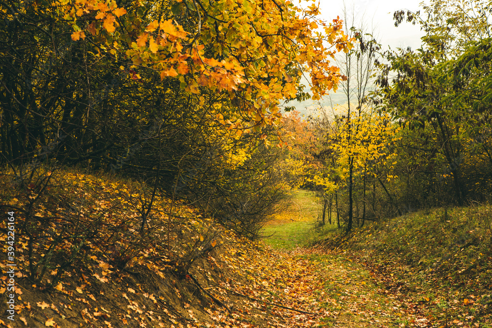 Beautiful rural landscape in Europe. Sunny nature with meadow and colorful forest. Orange trees on hillsides. Beautiful rural landscape in Europe. Sunny nature with meadow and colorful forest. Orange trees on hillsides.