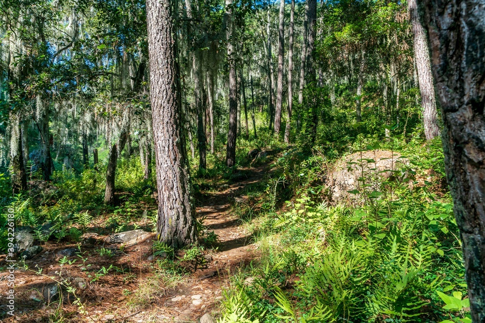 Obraz premium Magic forest sunny day