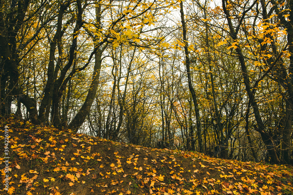 Beautiful rural landscape in Europe. Sunny nature with meadow and colorful forest. Orange trees on hillsides.