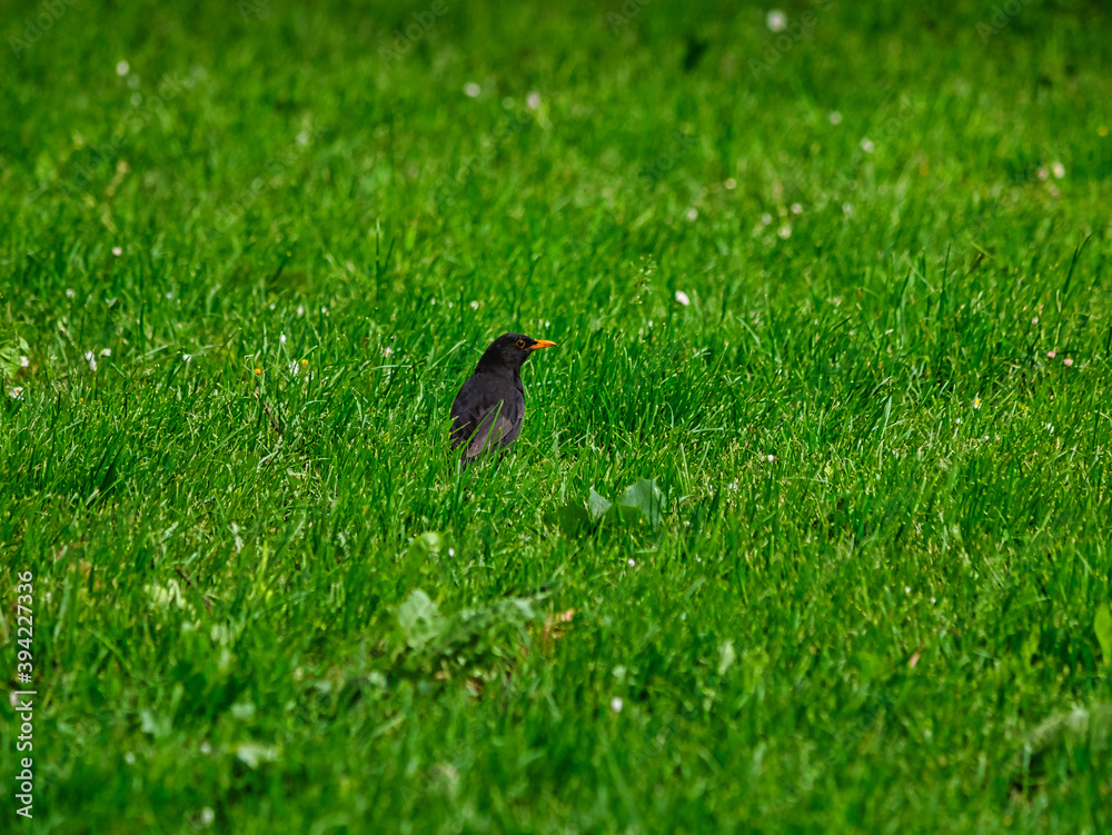 Obraz premium Rabe im Gras