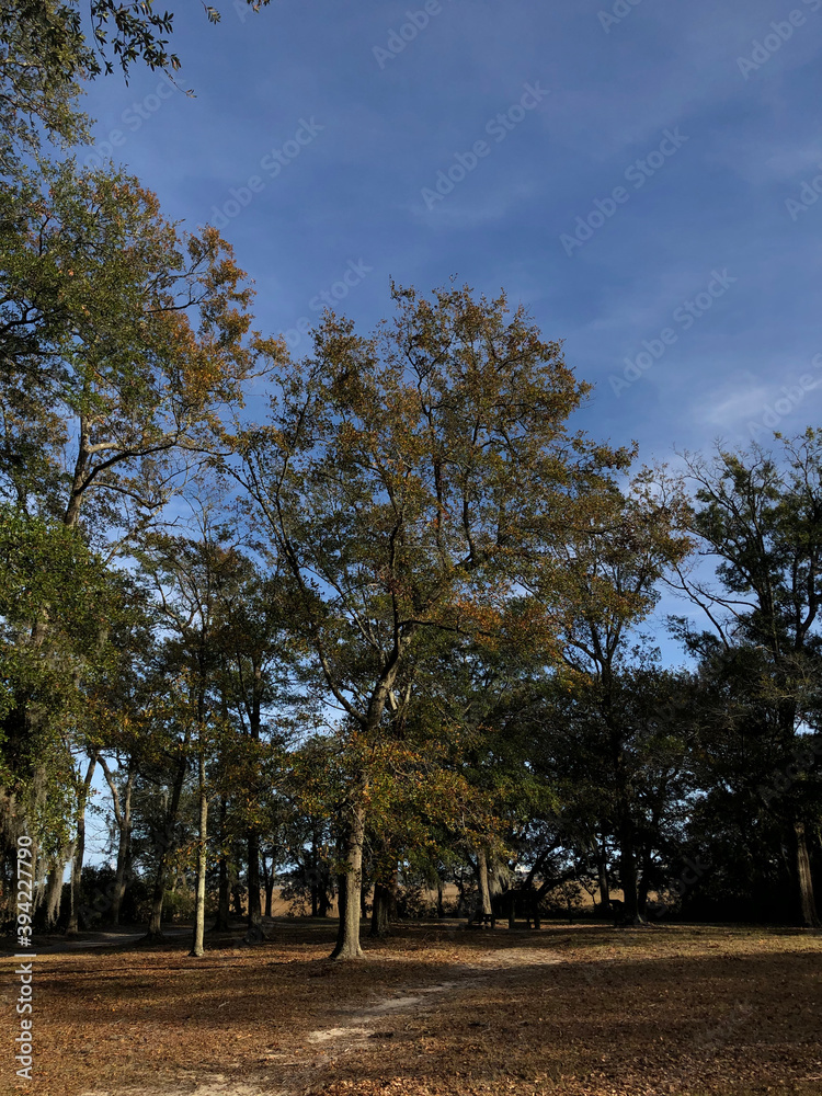 Obraz premium trees in the park summer