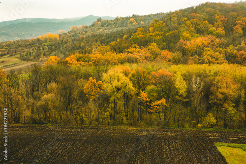 Beautiful rural landscape in Europe. Sunny nature with meadow and colorful forest. Orange trees on hillsides.