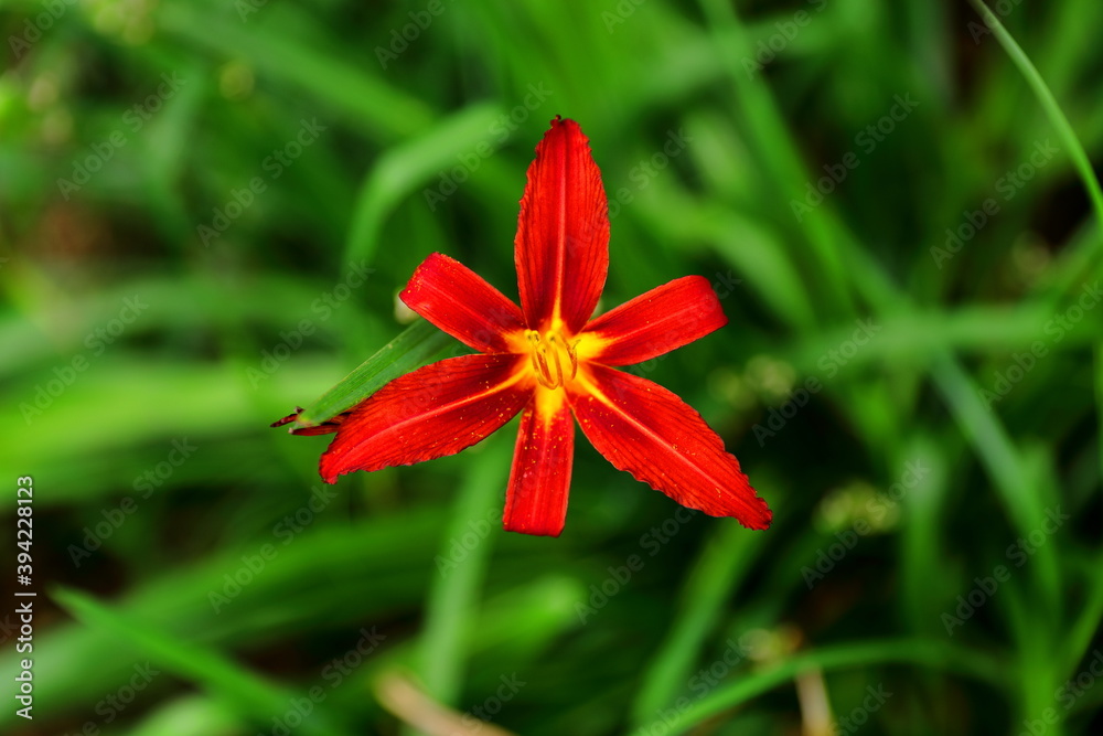 Fototapeta premium Piękny czerwony kwiat kwitnący latem w przydomowym ogrodzie