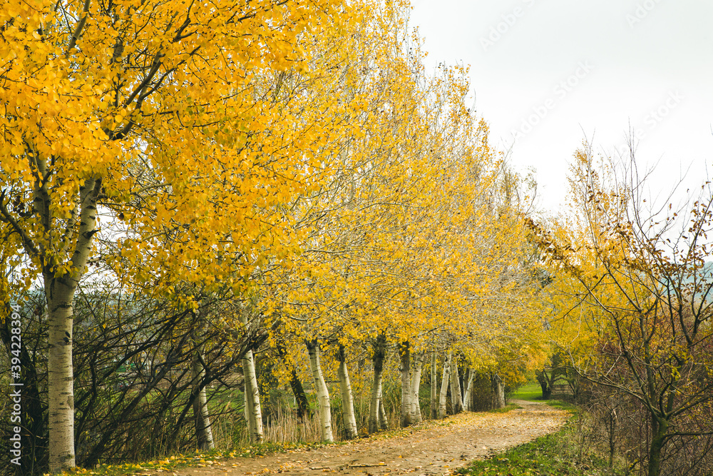 Naklejka premium Beautiful rural landscape in Europe. Sunny nature with meadow and colorful forest. Orange trees on hillsides.